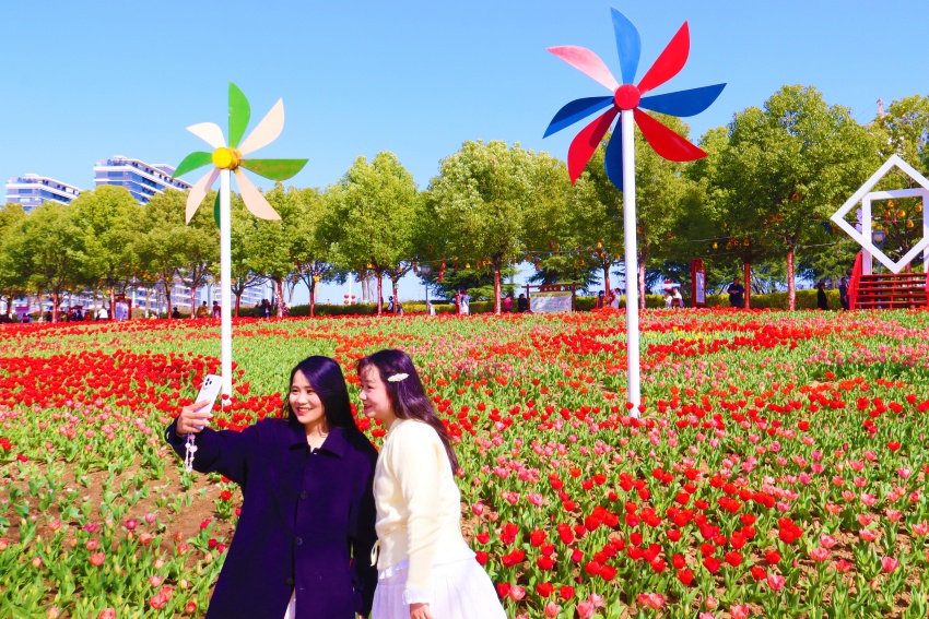 南陽市新野縣2025年春季賞花旅遊季系列活動開幕_fororder_遊客在鬱金香花前打卡拍照 攝影 王小軍.JPG