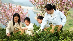 信陽市新縣：春茶飄香采收忙