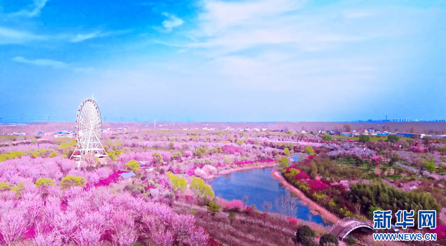 解碼縣區看發展|河南鄢陵：“一朵花”的百億産業夢
