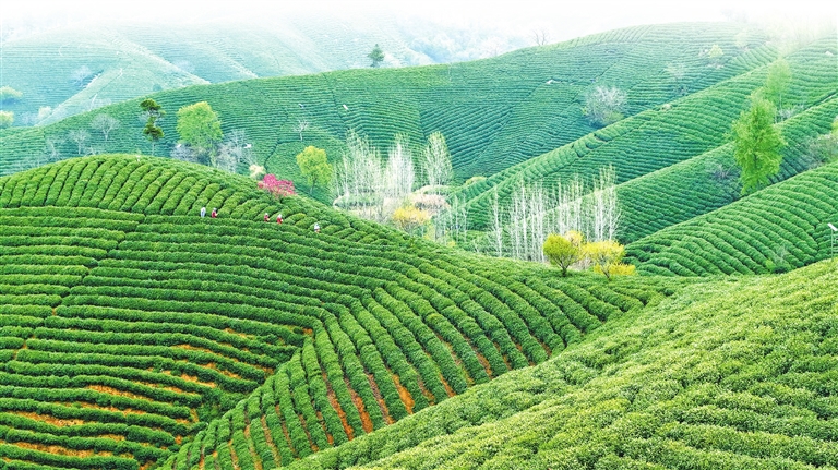 3月份河南省出口茶葉及茶製品貨值創新高