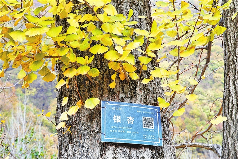 《古樹名木保護條例》3月15日起施行 古樹逢春