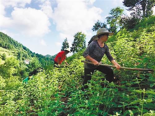 【社會民生 列表】巫山藥農陳恢生靠技術扶貧