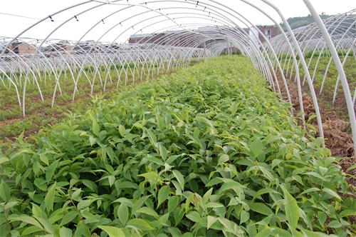 【區縣聯動】【巫山】巫山：發展6.3萬畝核桃助脫貧