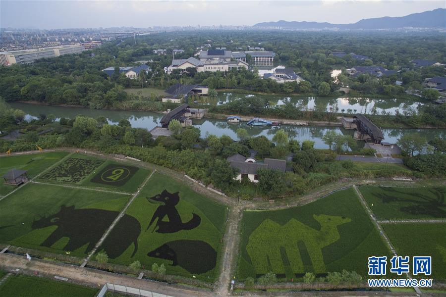 杭州：濕地旁的“動物園”稻田