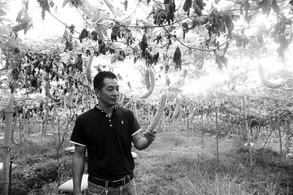 【區縣聯動】【大足】大足 光賣蔬菜還不夠 要種水果引遊客