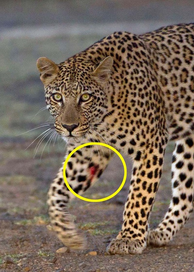 猛獸也有落魄時 動物界“以小欺大”照片集錦