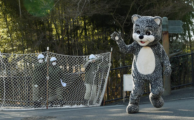 日本動物園舉行動物逃逸應急演習 飼養員扮蠢萌雪豹 日本動物園舉行動物逃逸應急演習 飼養員扮蠢萌雪豹