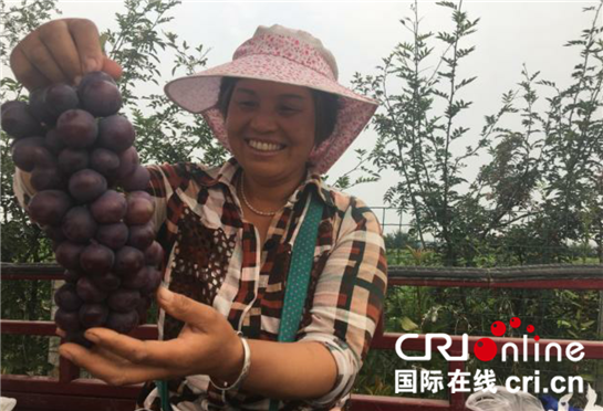 葡萄採摘添盛景  楊淩新集葡萄産業助力精準扶貧_fororder_圖片4