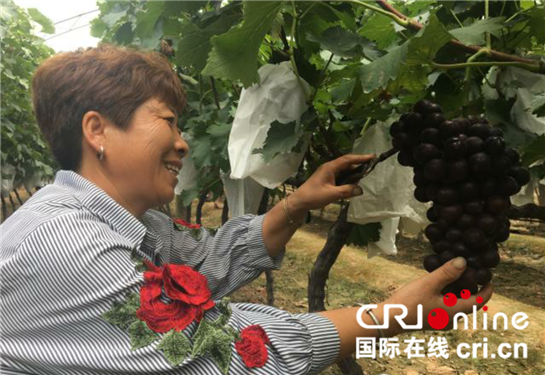 葡萄採摘添盛景  楊淩新集葡萄産業助力精準扶貧_fororder_圖片3