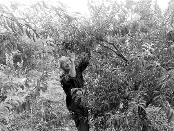 【區縣聯動】【綦江】綦江 10畝試驗田的奧妙