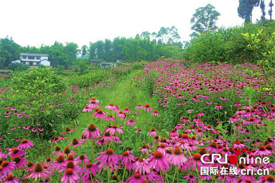 已過審【區縣聯動】【大足】 紫錐菊正盛開 大足雙灘村因地制宜走綠色發展路【區縣聯動 列表】大足區雙灘村因地制宜走綠色發展路