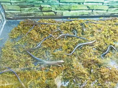 【河南在線列表】另類寵物受青睞 當心其攜帶的細菌傳染給飼養人