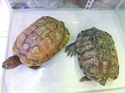 【河南在線列表】另類寵物受青睞 當心其攜帶的細菌傳染給飼養人