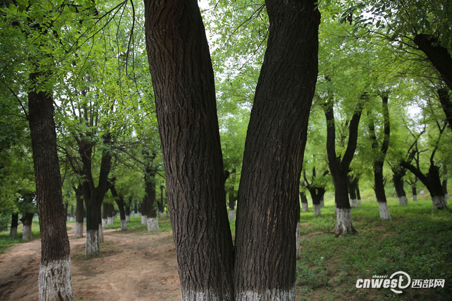 【焦點圖 顯示圖在稿件最下方】城裏遷出去的國槐在郊外成了一片森林 美呆了