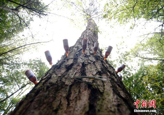 湖南郴州600多株松樹扎"吊瓶"防病蟲害