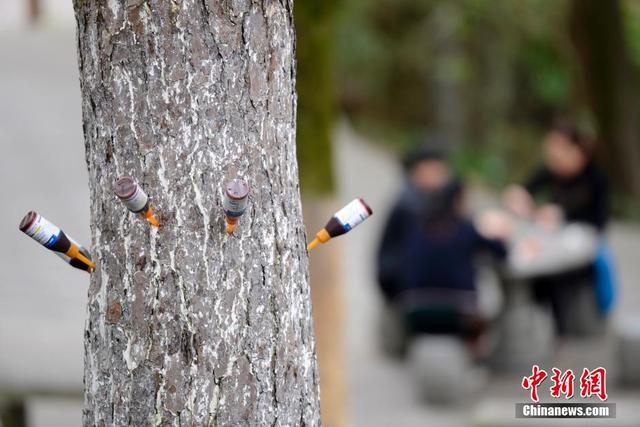 湖南郴州600多株松樹扎"吊瓶"防病蟲害