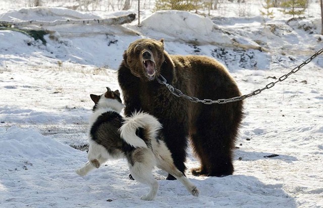 俄獵熊犬技能大賽：棕熊被鎖樹下經受獵犬撕咬
