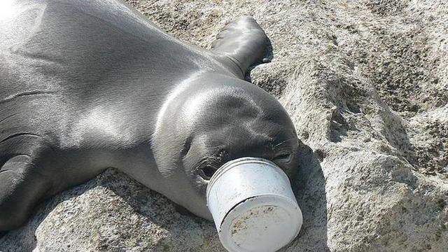 令人辛酸的照片：遭到人類“迫害”的動物們