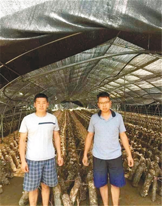 商州兄弟倆回鄉“築夢” 發展香菇種植助鄉親脫貧_fororder_res15_attpic_brief_副本