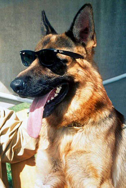 盤點寵物界富豪 “富二代”牧羊犬身家20億