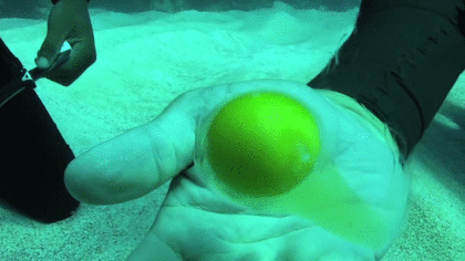 潛水員在海裏打雞蛋 漂浮模樣宛如水母