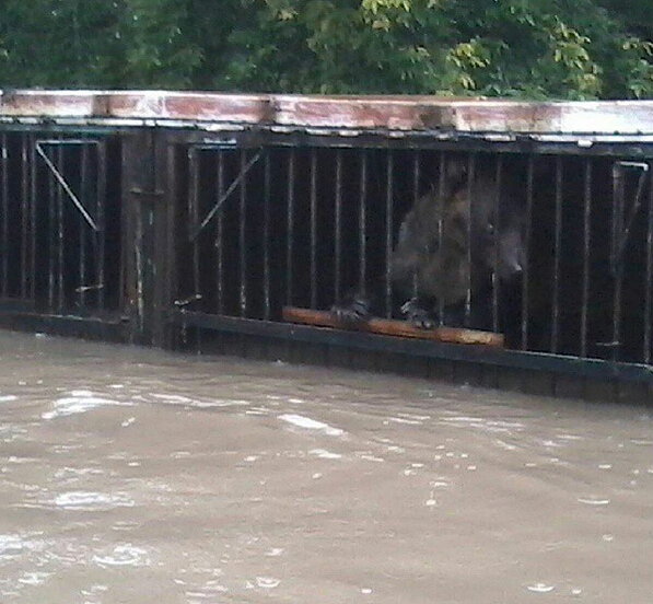 俄邊疆城市遭遇洪水 動物園動物淹死在籠中