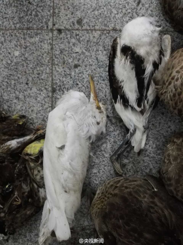 河北公安繳獲1800多只非法盜獵野生死鳥