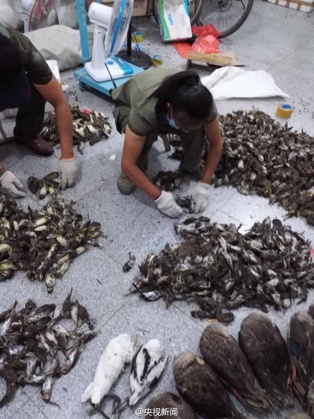 河北公安繳獲1800多只非法盜獵野生死鳥