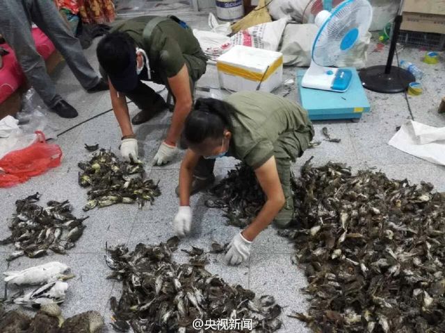 河北公安繳獲1800多只非法盜獵野生死鳥