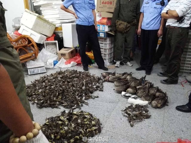 河北公安繳獲1800多只非法盜獵野生死鳥