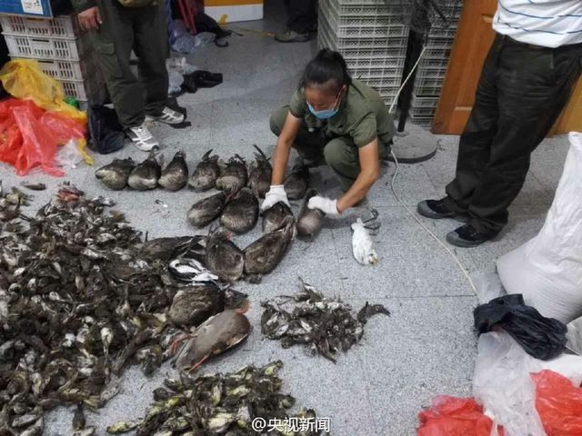 河北公安繳獲1800多只非法盜獵野生死鳥