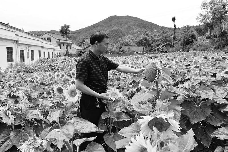 【三秦大地  商洛】特色産業鋪就群眾致富路 洛南縣移民辦幫扶桑坪村擺脫貧困