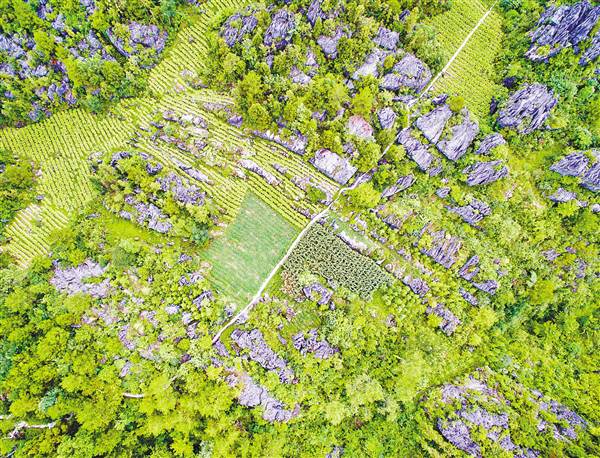 【區縣聯動】【巫溪】巫溪朝陽鎮 高山石林 助農增收
