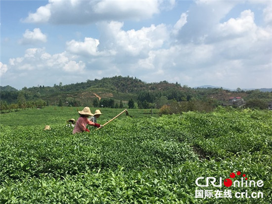 圖片默認標題_fororder_有機茶園不能使用除草劑，只能雇傭大量工人除草_副本_副本