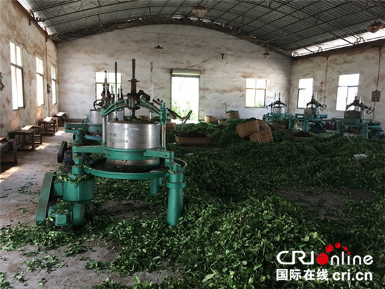 圖片默認標題_fororder_揉茶機大大提高了企業的生産規模_副本_副本