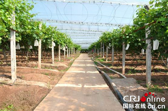 已過審【財經渝企＋摘要】譚小俊：生産綠色食品才能贏得市場