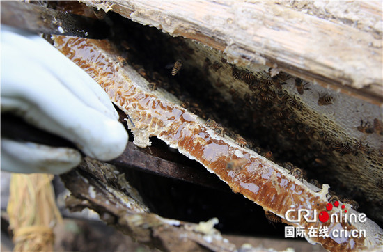 已過審【區縣聯動】【雲陽】雲陽高陽土蜂蜜不簡單　好品質供不應求【區縣聯動列表】雲陽高陽土蜂蜜供不應求