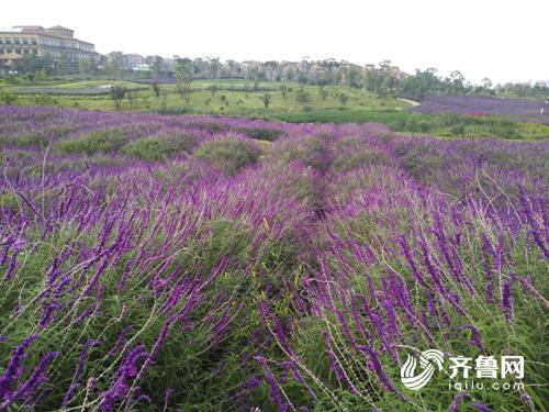 【旅遊-文字列表】千畝花海似夢境 這裡是中國的普羅旺斯