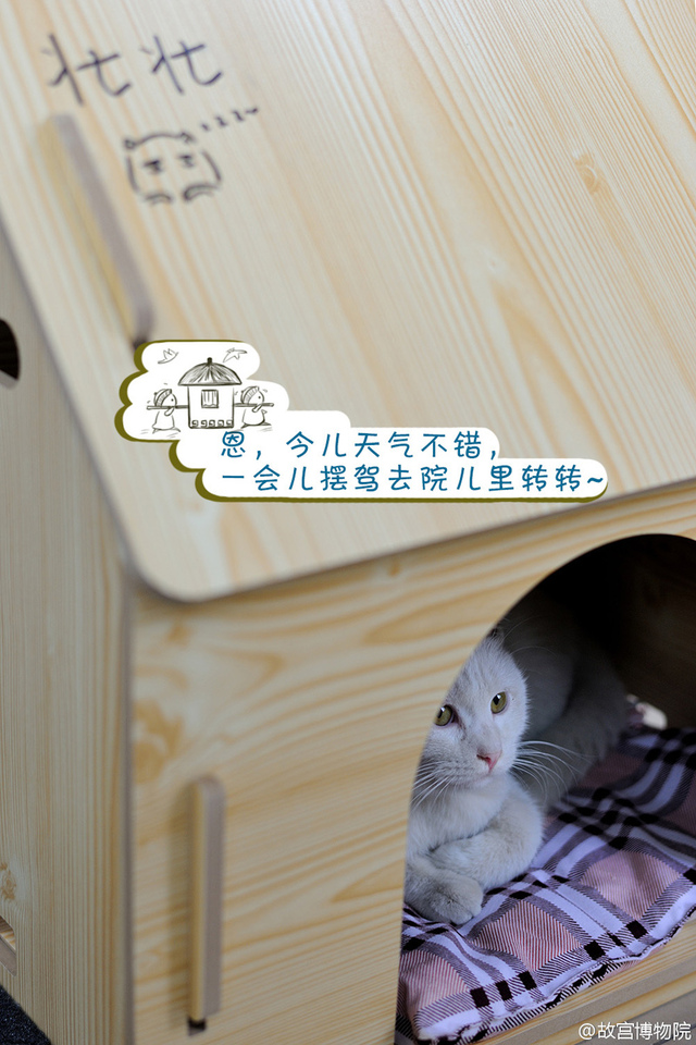 故宮有只小萌貓 網友起名“愛新覺羅·壯壯”