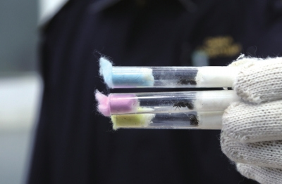 北京海關截獲近千隻活體螞蟻 初步判斷為寵物用途