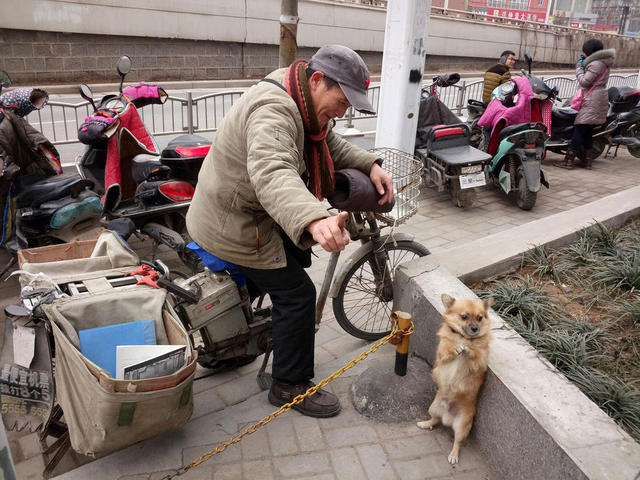 鄭州一男子隨身帶愛犬送快遞 小狗幫忙看車