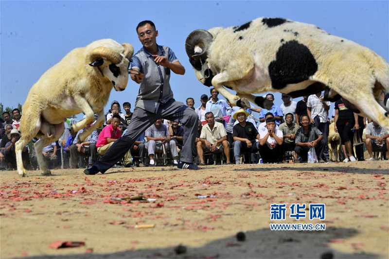 聊城陽谷縣李臺鎮舉行第十六屆鬥羊大賽_fororder_4_副本