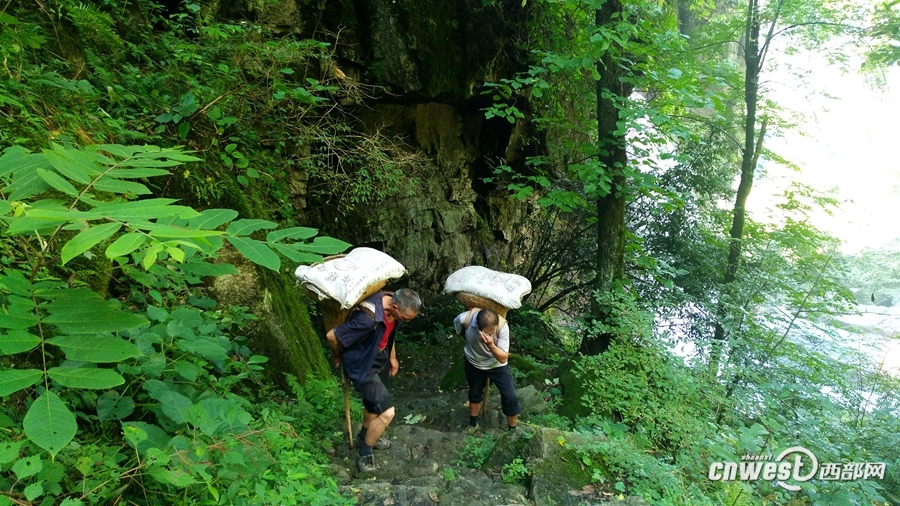 【焦點圖  顯示圖在稿件最下方】寧強金剛峽搬運工日背248斤 喝六斤水還渴