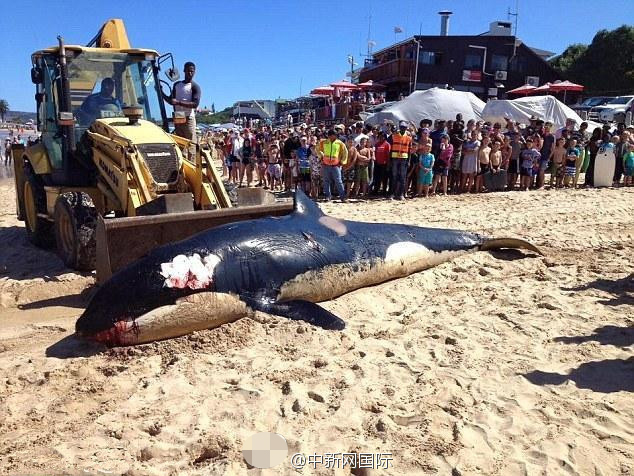 一條被人類害死的鯨魚(組圖)