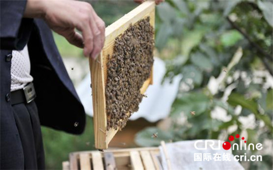 精準扶貧看佛坪：為脫貧攻堅貢獻“佛坪力量”_fororder_495328345911386396