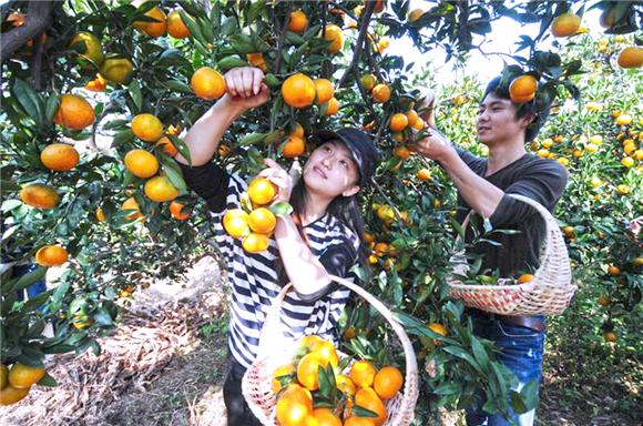 【區縣聯動】【潼南】潼南臥佛鎮：天台山桔園開放 採摘蜜桔正當時【區縣聯動 二級介面】潼南臥佛鎮：蜜桔挂枝頭 採摘正當時