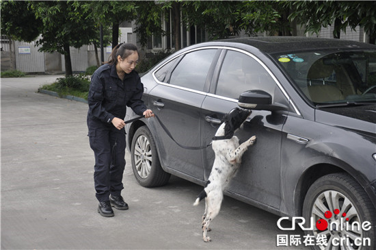 已過審【CRI專稿 圖文】重慶女警犬訓導員龍麗：因為熱愛 所以堅持