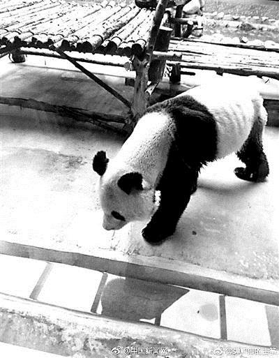 【今日看點】（頁面標題）秦嶺野生動物園大熊貓瘦成皮包骨 園方：牙病  （內容頁標題）秦嶺野生動物園大熊貓瘦成皮包骨 園方：得了牙病