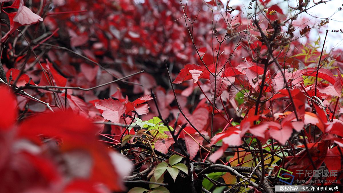 北京門頭溝紅葉進入觀賞期 吸引市民前往拍照