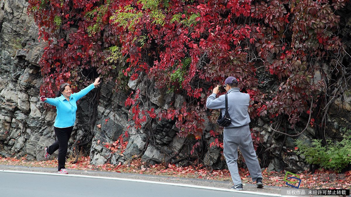 北京門頭溝紅葉進入觀賞期 吸引市民前往拍照